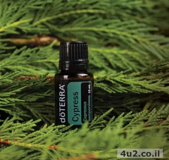 ברוש, שמן אתרי