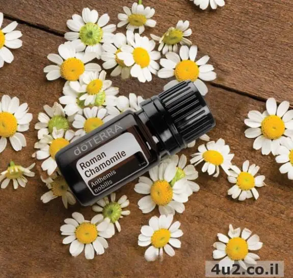 קמומיל רומאי
