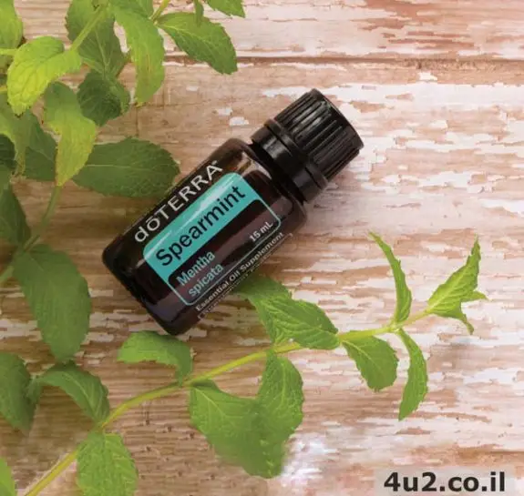 נענע, שמן אתרי טהור