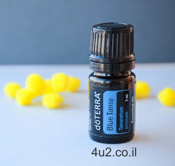 בלו טנסי, קמומיל מרוקאי