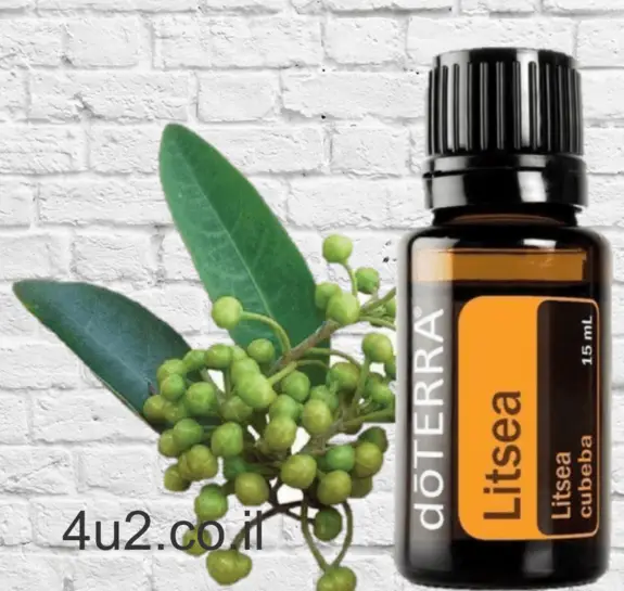 ליצאה קובבה